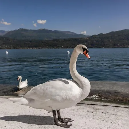 Apart Otel Maggiore Bay